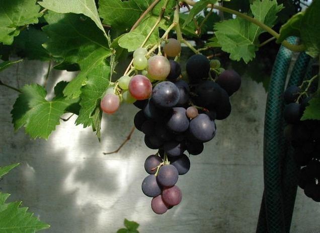 Vitis vinifera