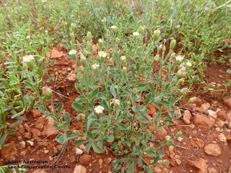 Vittadinia Seeds of South Australia