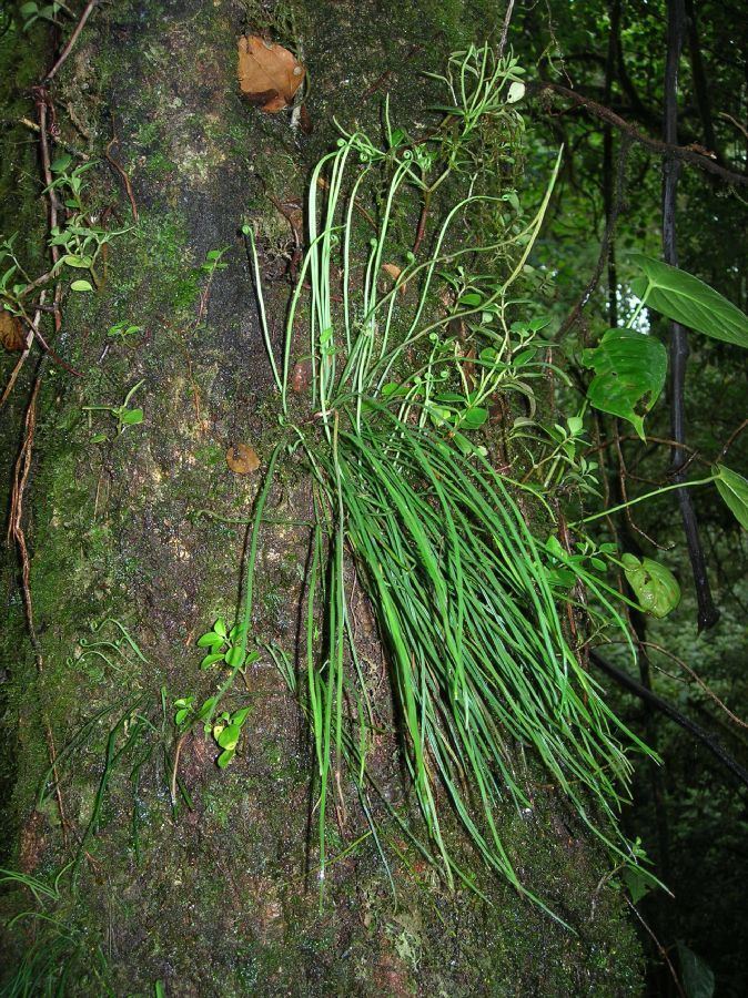Vittaria Vittaria graminifolia Pteridaceae image 33627 at PlantSystematicsorg