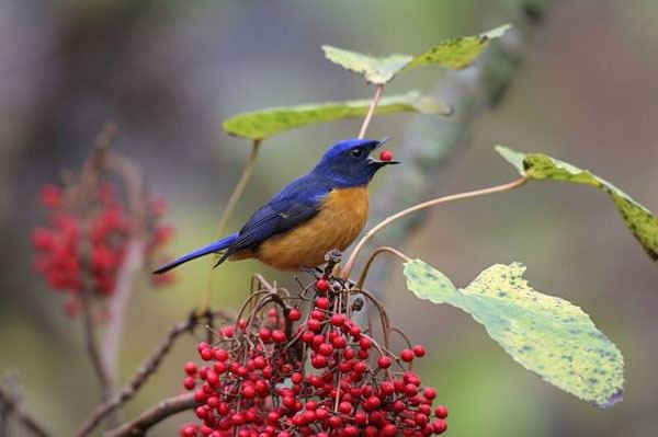Vivid niltava Birding In Taiwan Vivid Niltava