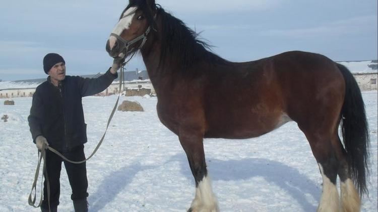 Vladimir Heavy Draft Horses for sale Vladimir Heavy Draft Horse Russia Breeding For
