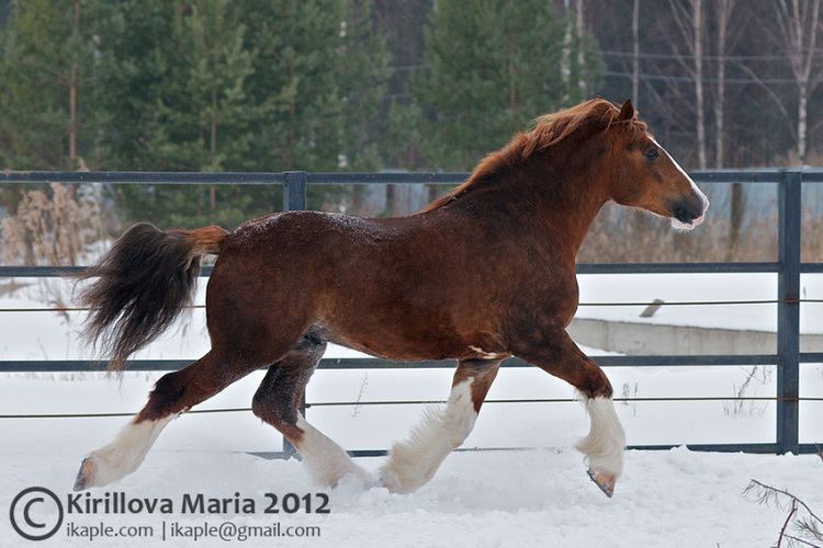 Vladimir Heavy Draft Entries tagged with horse breeds vladimir heavy draft