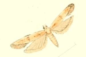 Vladimirea glebicolorella