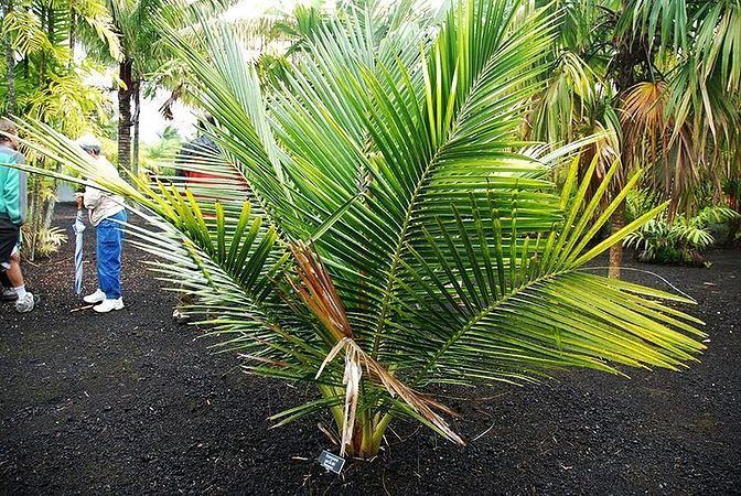 Voanioala Voanioala gerardii Palmpedia Palm Growers Guide
