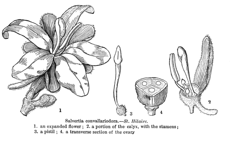 Vochysiaceae Angiosperm families Vochysiaceae A StHil