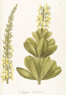Vochysiaceae httpsuploadwikimediaorgwikipediacommonsthu