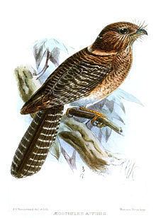 Vogelkop owlet-nightjar httpsuploadwikimediaorgwikipediacommonsthu