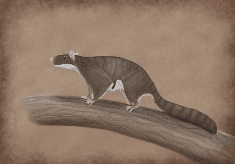 Volaticotherium Volaticotherium antiquum by Gardi89 on DeviantArt