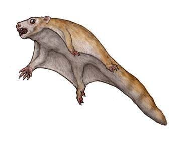 Volaticotherium Volaticotherium Jurassic