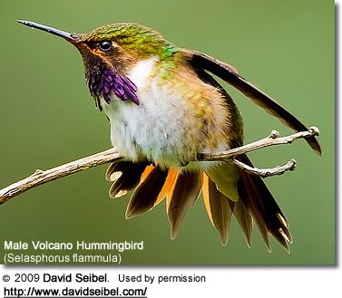 Volcano hummingbird Volcano or Rosethroated Hummingbirds Selasphorus flammula