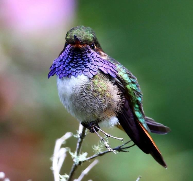 Volcano hummingbird Volcano Hummingbird Selasphorus flammula videos photos and sound