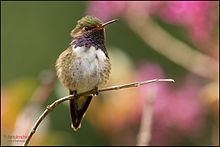 Volcano hummingbird httpsuploadwikimediaorgwikipediacommonsthu