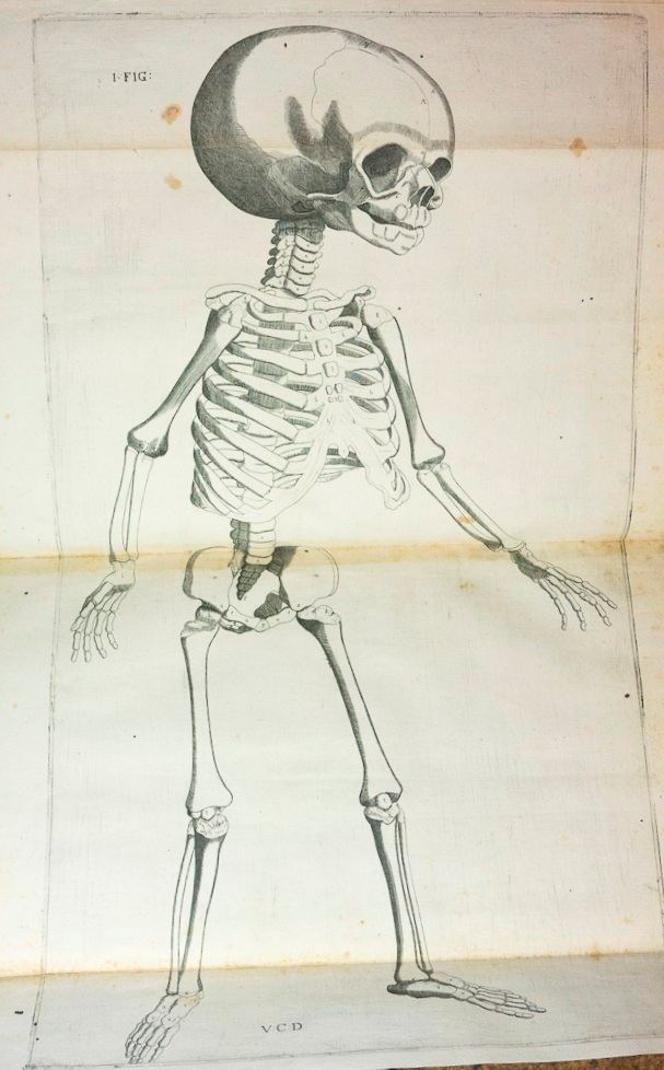Volcher Coiter skeletons Books Health and History