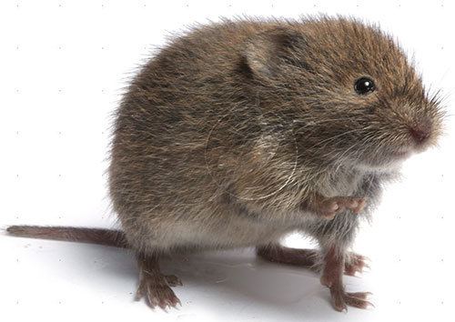 Vole Male voles cant tell females apart until they get married