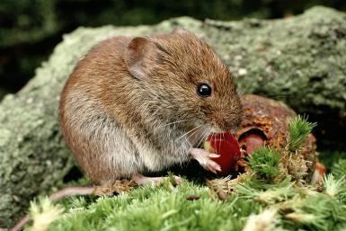 Vole Gardening Tips Controlling Moles and Voles in the Landscape North
