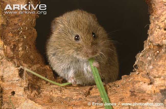 Vole Meadow vole videos photos and facts Microtus pennsylvanicus ARKive