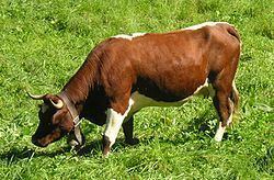 Évolène cattle httpsuploadwikimediaorgwikipediacommonsthu