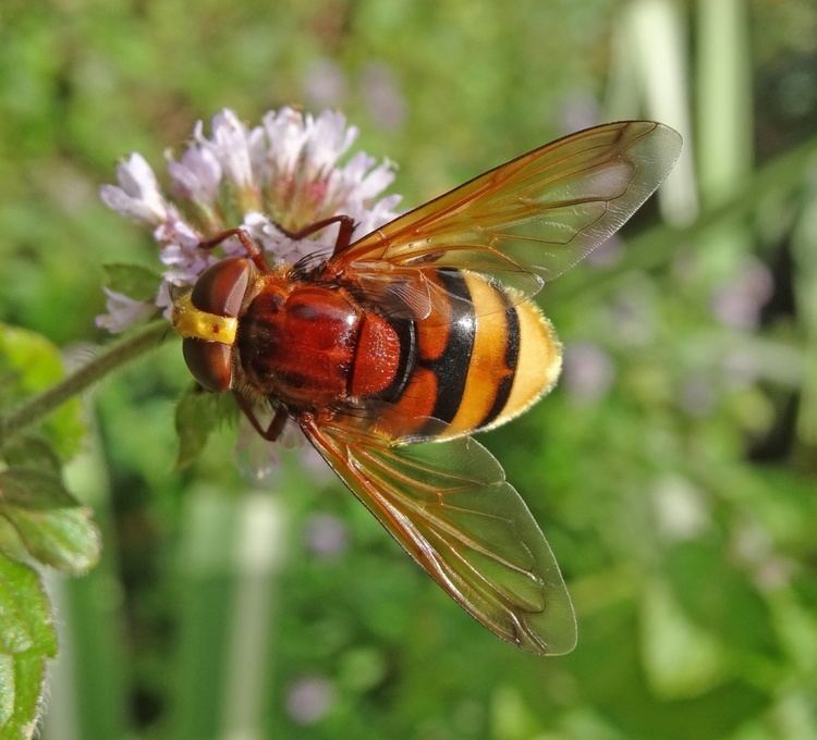Volucella Zonaria Alchetron The Free Social Encyclopedia