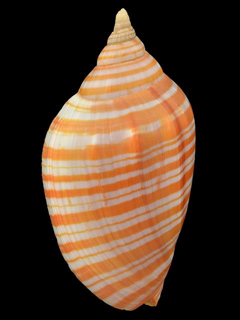 Volutidae Buy shells online