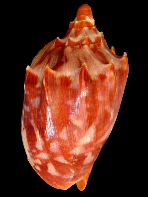 Volutidae Buy shells online