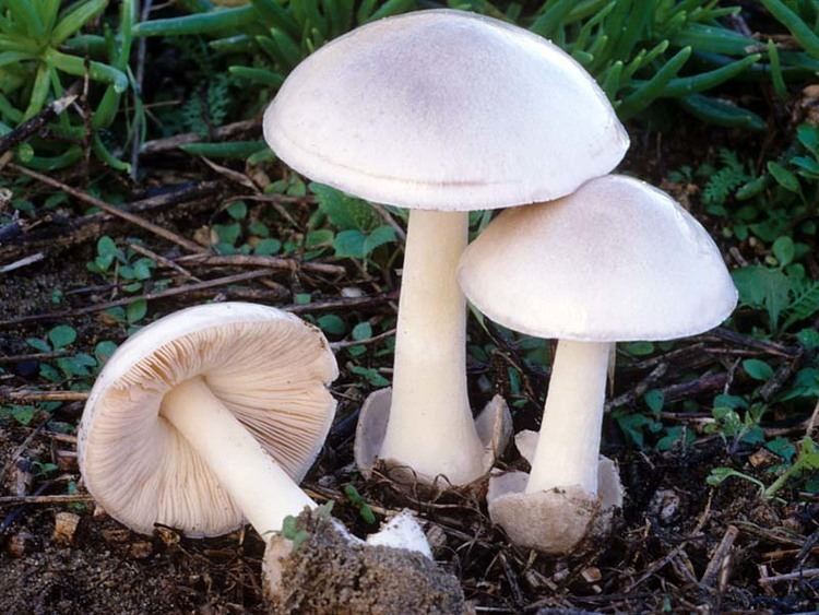 Volvariella volvacea California Fungi Volvopluteus gloiocephalus