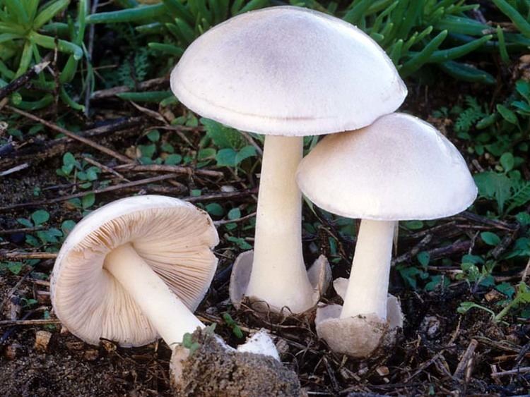 Volvariella volvacea - Wikipedia