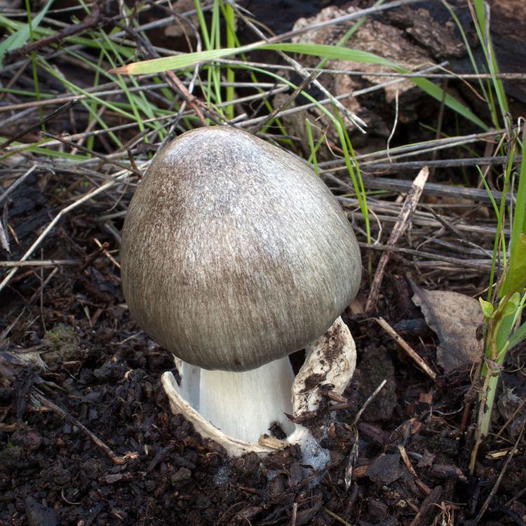 Volvopluteus gloiocephalus California Fungi Volvopluteus gloiocephalus