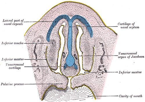 Vomeronasal cartilage