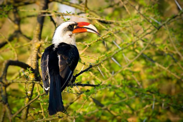 Von der Decken's hornbill Male Von Der Deckens Hornbill Photograph by Adam Romanowicz