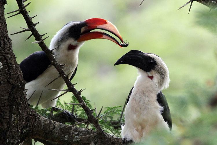 Von der Decken's hornbill Von der Deckens Hornbill Bird Wildlife Photography by Richard