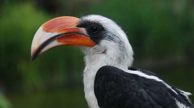 Von der Decken's hornbill Von der Deckens Hornbill Zoological Society of London ZSL