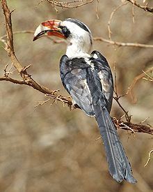 Von der Decken's hornbill httpsuploadwikimediaorgwikipediacommonsthu