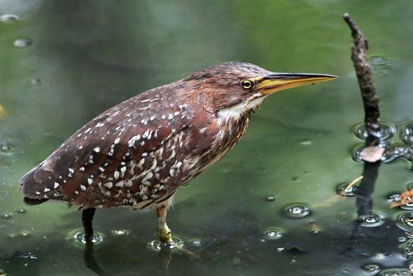 Von Schrenck's bittern Von Schrencks Bitterns Breakfast Dogfaced Water Snake Bird