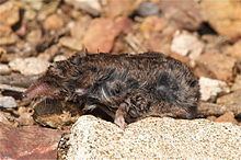Voracious shrew httpsuploadwikimediaorgwikipediacommonsthu
