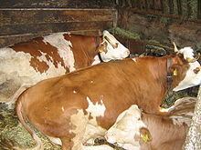 Vorderwald cattle httpsuploadwikimediaorgwikipediacommonsthu