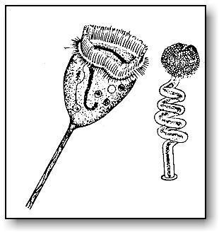 An illustration of a Vorticella Campanula.