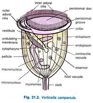 An illustration of a Vorticella Campanula and it's different parts.