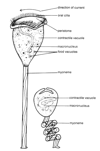 An illustration of the different parts of the Vorticella.