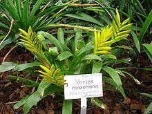 Vriesea maxoniana httpsuploadwikimediaorgwikipediacommonsthu