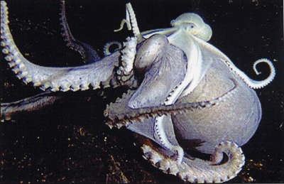 Vulcanoctopus hydrothermalis Vulcanoctopus hydrothermalis lovin on a big benthoctopus Flickr