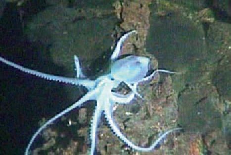 Vulcanoctopus hydrothermalis Chess Deepwater chemosynthetic species CoML ChEss Project