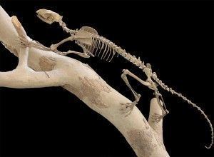 Vulpavus Skeleton Vulpavus ovatus AMNH 11498 Dynamic Dinosaur Research