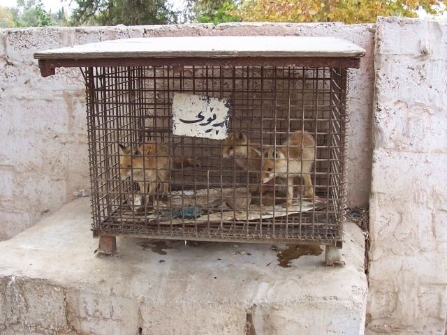 Vulpes vulpes kurdistanica Jamie Tylers Photo Gallery Arbil Zoo 1022460