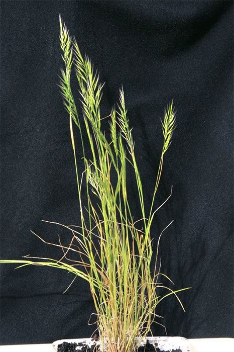 Vulpia bromoides AgPest Vulpia hair grass silvergrass