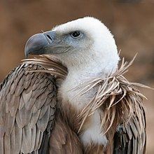 Vulture httpsuploadwikimediaorgwikipediacommonsthu