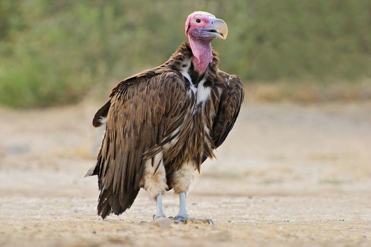 Vulture 16 of the worlds most endangered vulture species MNN Mother