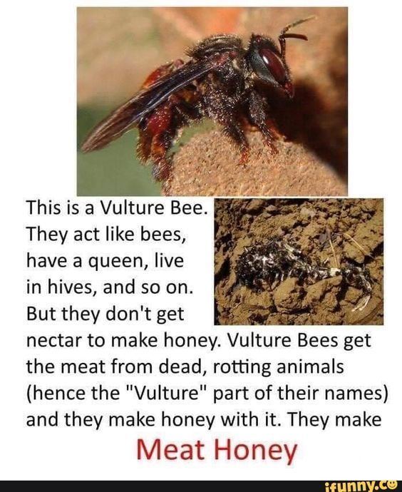 This is a Vulture Bee. ' They act like bees, have a queen, live in hives, and so on. But they don't get nectar to make honey. Vulture Bees get the meat from dead, rotting animals (hence the "Vulture" part of their names) and they make honey with it. They make Meat Honey â popular memes on the site iFunny.co #royalfamily #politics #this #vulture #bee #they #act #bees #queen #live #hives #but #dont #get #nectar #make #honey #meat #rotting #animals #part #pic