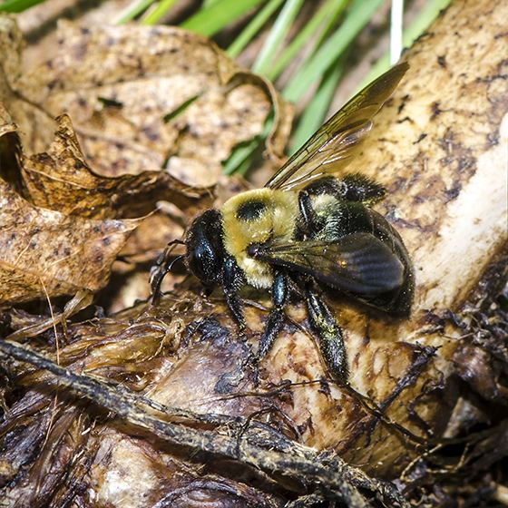 Vulture bee Necrophagous Bee Xylocopa virginica BugGuideNet