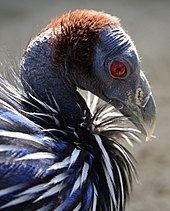 Vulturine guineafowl httpsuploadwikimediaorgwikipediacommonsthu