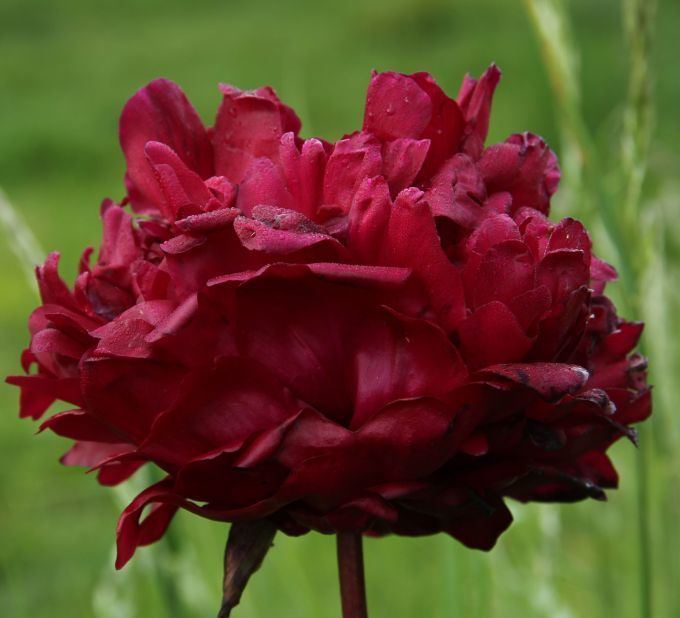 W. F. Turner W F Turner Herbaceous Peony Paeonia peonies Pinterest